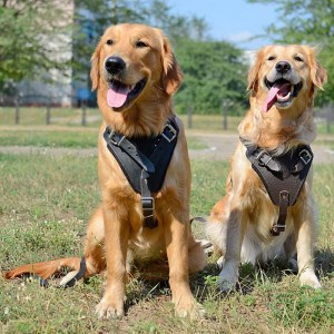 Шлейка из черной кожи для золотистого голден ретривера «Working Dog»